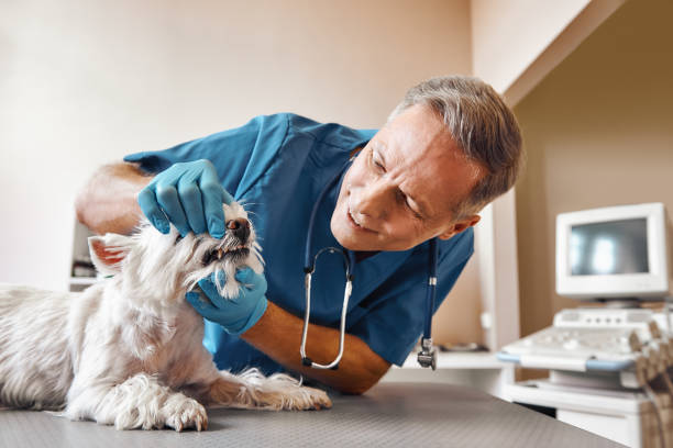 Best Pediatric Emergency Dentist in Homosassa, FL
